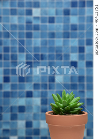 Succulent plants 40413751