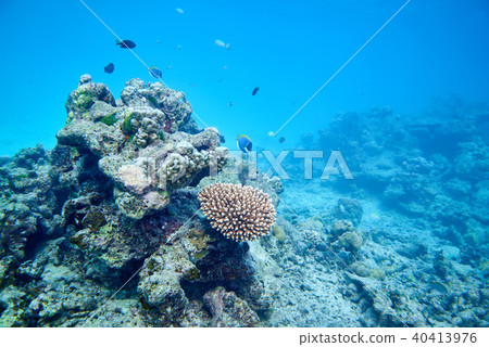 Coral reef 40413976