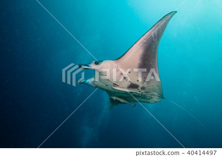 Beautiful big manta ray in deep blue ocean Beautiful big manta ray in deep blue ocean 40414497