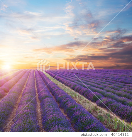 Beautiful landscape of blooming lavender field 40414511