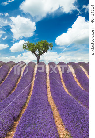 Beautiful landscape of blooming lavender field Beautiful landscape of blooming lavender field 40414514