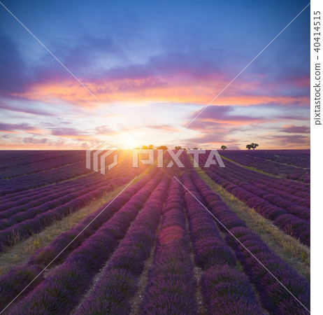 Beautiful landscape of blooming lavender field Beautiful landscape of blooming lavender field 40414515