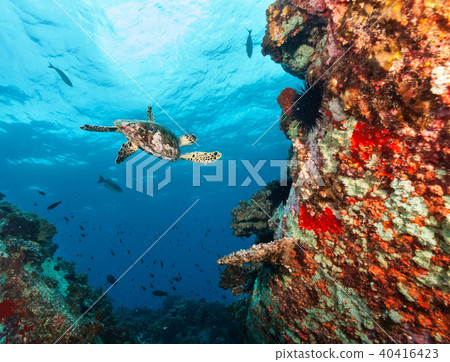 Hawksbill Sea Turtle flowing in coral reef 40416423