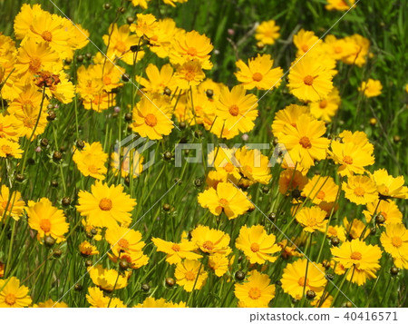 Specific alien designated plants in full bloom "Okinkeigiku" 40416571