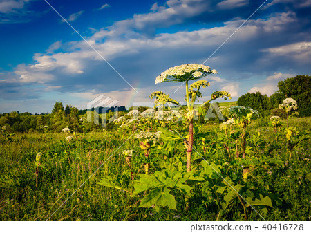 Rural landscape. Heraclium on the foreground. 40416728
