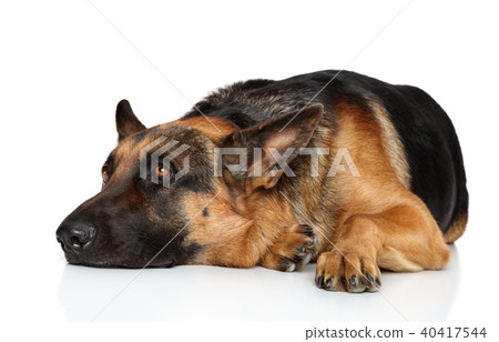 Tired German shepherd 40417544