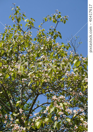 Sinnabraragiri 40417617