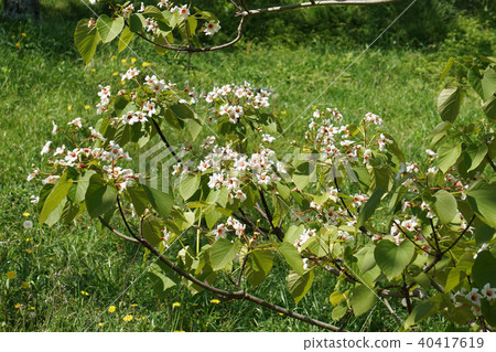 Sinnabraragiri 40417619