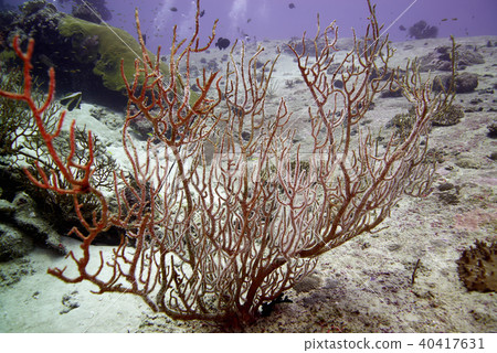 corals 40417631
