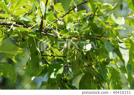 Bikkurigumi 40418151