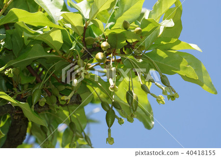 驚訝軟糖 40418155