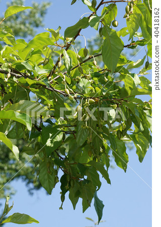 驚訝軟糖 40418162