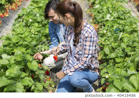 採摘草莓的夫婦 40418486