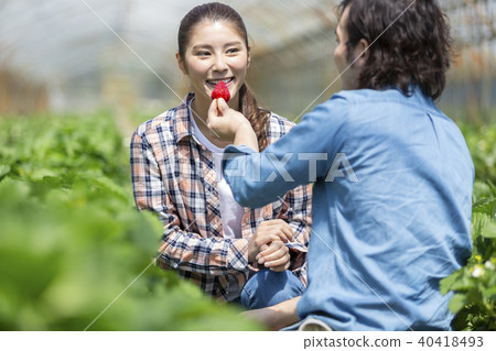 Couple picking strawberries Couple picking strawberries 40418493