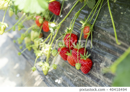Strawberry field - Stock Photo [40418494] - PIXTA
