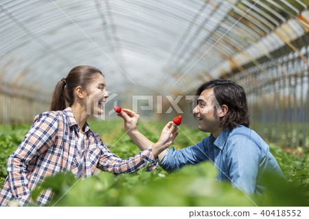 Couple picking strawberries Couple picking strawberries 40418552