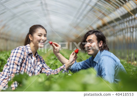 Couple picking strawberries 40418553