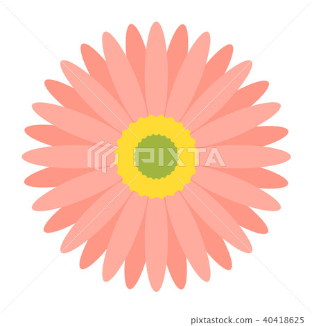 Gerbera Gerbera 40418625