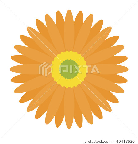 Gerbera Gerbera 40418626