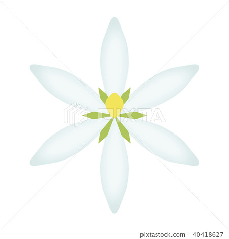 Gardenia Gardenia 40418627