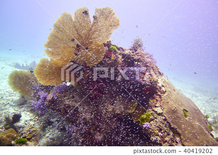 Coral reef 40419202