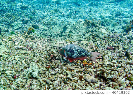 Ember or redlip parrotfish Ember or redlip parrotfish 40419302