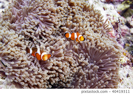 圖庫照片: false clown anemonefish