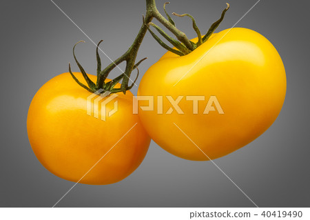 Bunch of yellow tomatoes isolated on grey background Bunch of yellow tomatoes isolated on grey background 40419490