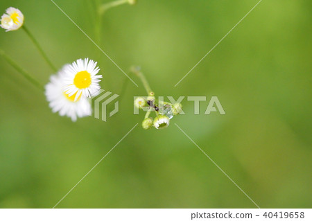 Haldione and ant 40419658