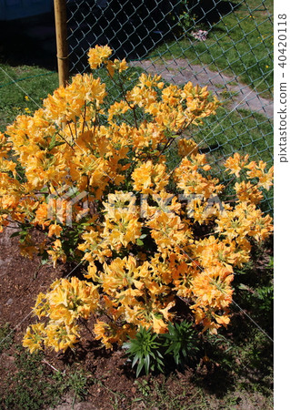 Bright yellow azalea Bright yellow azalea 40420118
