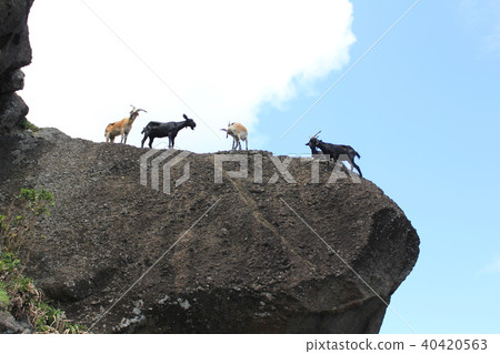 Taiwan tourism Orchids Goats on rocks 40420563