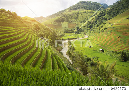 Agriculture Green Rice fields and rice terraced  40420570