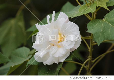 Hibiscus mutabilis open at day time 40420600