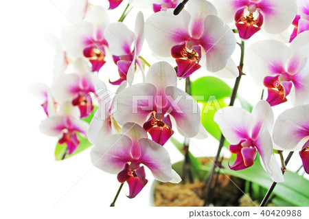蝴蝶蘭 40420988