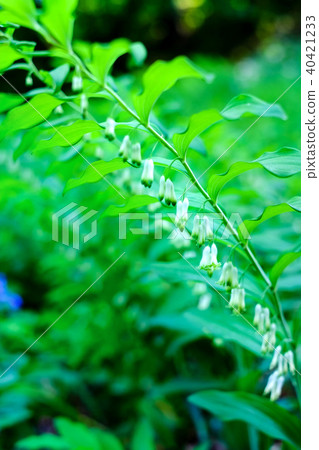 Naruko百合（Polygonatum falcatum）花 40421233