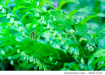 Naruko百合（Polygonatum falcatum）花 40421235