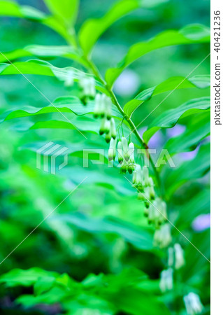 Naruko百合（Polygonatum falcatum）花 40421236