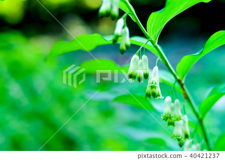 Naruko百合（Polygonatum falcatum）花 40421237