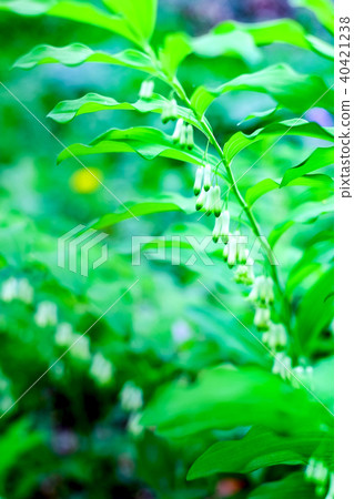 Naruko百合（Polygonatum falcatum）花 40421238