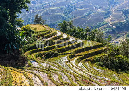 Close up view on rice terrace Close up view on rice terrace 40421496