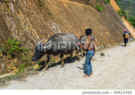 Young vietnamese shepherd with his buffalo Young vietnamese shepherd with his buffalo 40421498