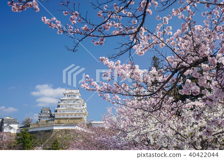 Himeji Castle and Sakura 40422044