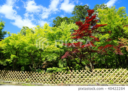 Eikan-do(京都市)的新鮮綠色和藍天 Eikan-do(京都市)的新鮮綠色和藍天 40422284