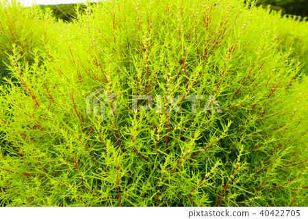 Ibaraki Ibaraki 40422705