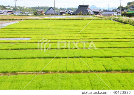 水稻種植 40423883