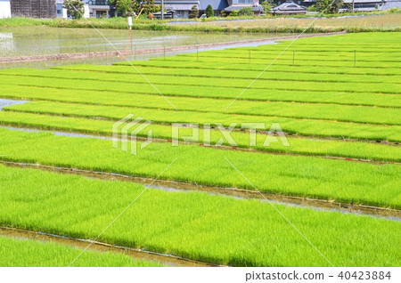 水稻種植 水稻種植 40423884