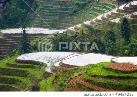 Longji Rice Terraces 40424282