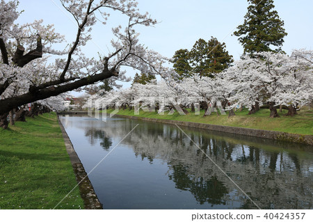 鶴岡公園護城河噴泉和櫻花 鶴岡公園護城河噴泉和櫻花 40424357