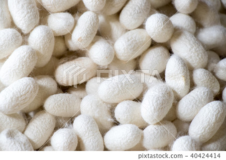 Closed up of group white cocoon of silk worm Closed up of group white cocoon of silk worm 40424414