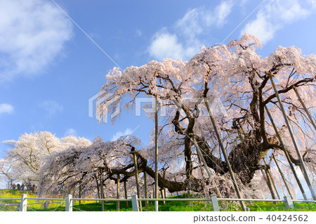 Miharu waterfall cherry tree that shines in the morning sun 40424562